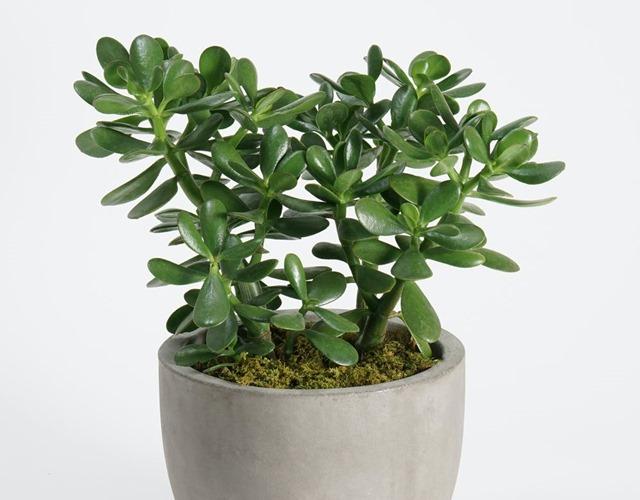 Cây Ngọc Bích – Tăng Cường Tài Lộc