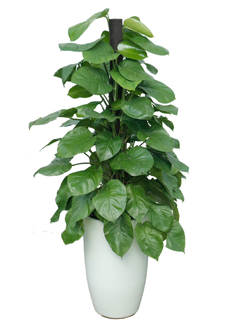 Những Lưu Ý Quan Trọng Khi Trồng Cây Phong Thủy Cho Người Mệnh Mộc
