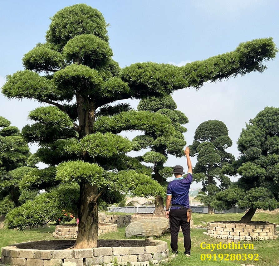 Cây Tùng La Hán – Biểu Tượng Của Sự Trường Thọ